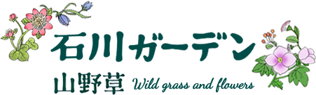 山形県山形市で山野草をお探しの際には石川ガーデンへ