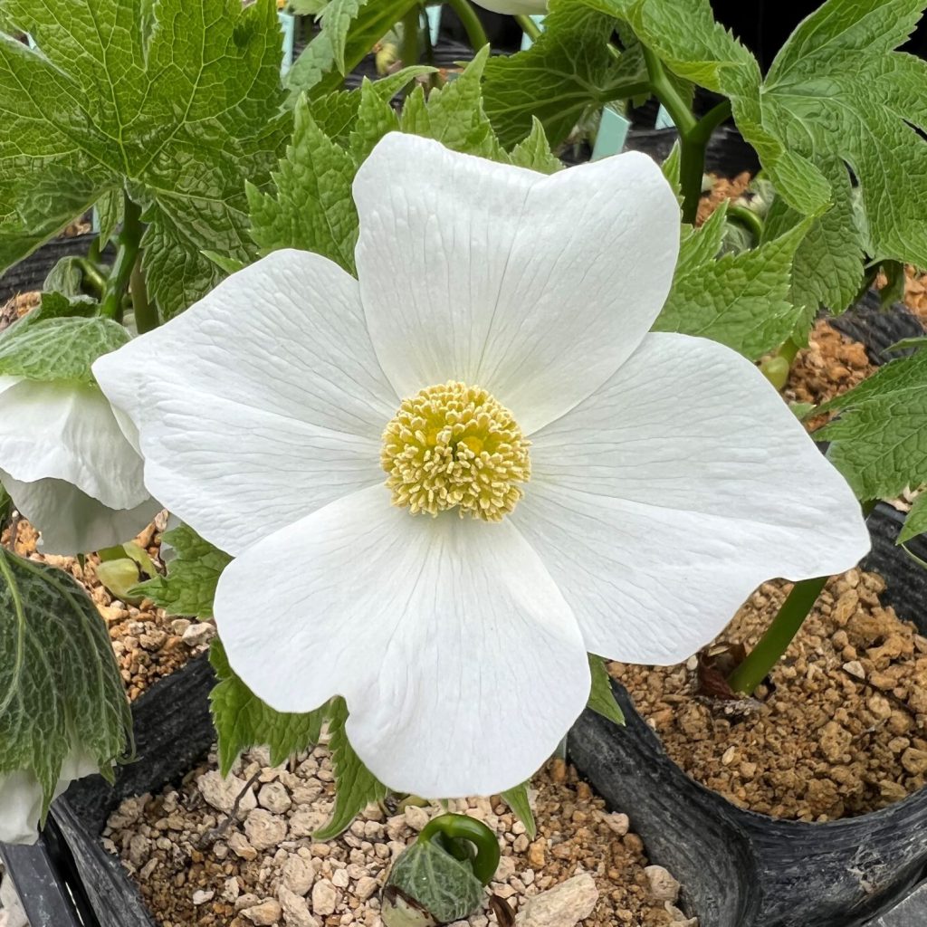 白花シラネアオイ | 石川ガーデン｜雪割草・山野草・希少野生植物販売｜山形